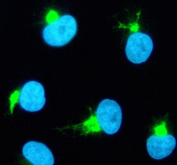 Immunofluorescent staining of TBXAS1 using anti-TBXAS1 antibody (green). TBXAS1 was detected in an i