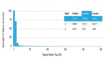 Analysis of HuProt(TM) microarray containing more than 19,000 full-length human proteins using CD11c