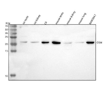 Western blot analysis of Osm using anti-Osm antibody. Lane 1: rat testis tissue lysates, Lane 2: rat