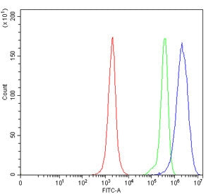 HSD17B8 Antibody / 17-beta-hydroxysteroid dehydrogenase 8