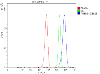 Flow Cytometry analysis of rat C6 cells using anti-TMEM9 antibody. Overlay histogram showing C6 cell