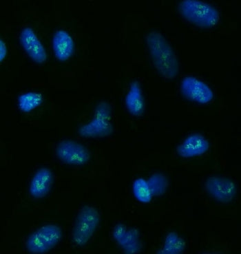 TOX2 Antibody / GCX-1