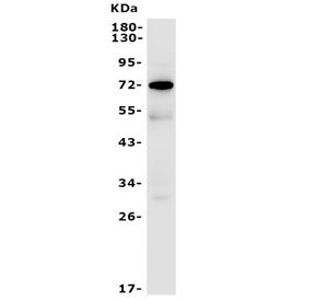 Western blot testing of human HL-60 lysate with FUT4 antibody. Expected molecular weight: 59-140 kDa