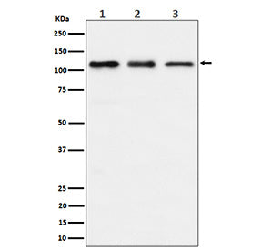 Western blot analysis of TAOK1 expression in (1) human HeLa cell lysate; (2) mouse RAW264.7 cell lys
