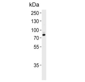 Western blot testing of human T-47D cell lysate with Exostosin 2 antibody. Predicted molecular weigh