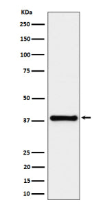 Western blot analysis of UCHL5IP/HAUS7 expression in HeLa cell lysate using HAUS7 antibody. Predicte
