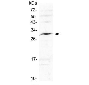 Western blot testing of rat spleen lysate with Interleukin 17F antibody at 0.5ug/ml. Predicted molec