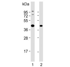 Western blot testing of human 1) K562 and 2) SH-SY5Y cell lysate with ADH5 antibody. Predicted molec