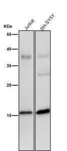 All lanes use the Phospho-Histone H3 (Ser28) antibody at 1:2K dilution for 1 hour at room temperatur