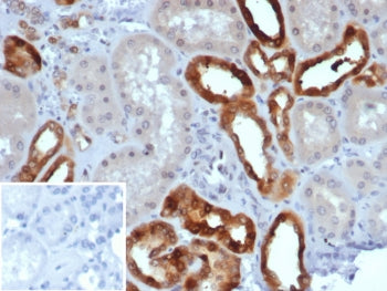 Parvalbumin Antibody