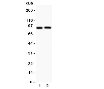 Western blot testing of Kv2.1 antibody and Lane 1: rat brain; 2: mouse brain. Predicted molecular we