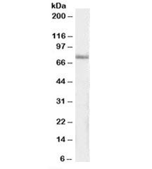 Western blot testing of human pancreas lysate with IP3KC antibody at 1ug/ml. Predicted/observed mole