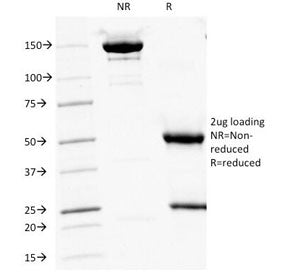 SDS-PAGE Analysis of Purified, BSA-Free CD16 Antibody (clone HuNK2). Confirmation of Integrity and P