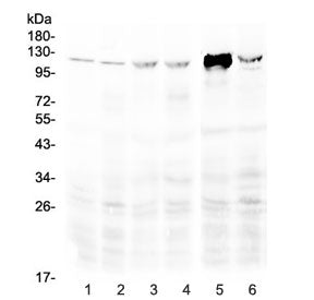 Western blot testing of 1) rat spleen, 2) rat thymus, 3) mouse spleen, 4) mouse thymus, 5) mouse NIH