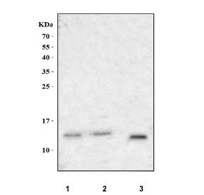 PRR9 Antibody / Proline-rich protein 9