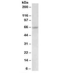 Western blot testing of HeLa lysate with Uromodulin antibody at 0.03ug/ml. Expected molecular weight