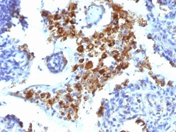 Napsin A Antibody