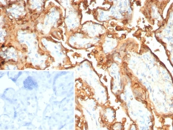 IHC staining of FFPE human placental tissue with recombinant S100P antibody (clone rS100P/9254). Ins