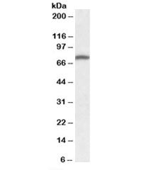 Western blot testing of human peripheral blood mononucleocyte lysate with Kindlin-3 antibody at 1ug/