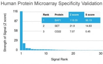 Analysis of HuProt(TM) microarray containing more than 19,000 full-length human proteins using BAP1