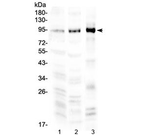 NPAS2 Antibody
