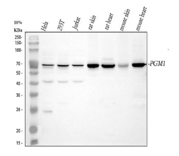 Western blot analysis of PGM1 using anti-PGM1 antibody. Lane 1: human Hela whole cell lysates, Lane