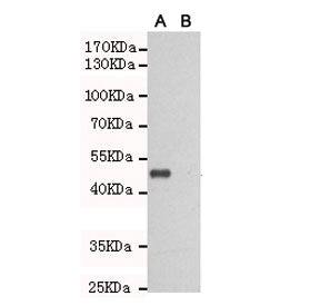 Western blot testing of TLR3 A) transfected and (B) untransfected CHO-K1 cell lysate with TLR3 antib