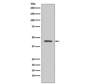 V5 Tag Antibody