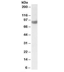Western blot testing of HeLa lysate with PLA2G4A antibody at 1ug/ml. Predicted molecular weight: ~85