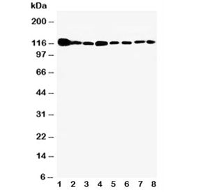 Vinculin Antibody