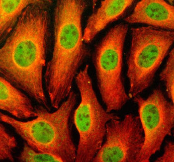 Immunofluorescent staining of TFEC using anti-TFEC antibody (green) and anti-Beta Tubulin antibody (