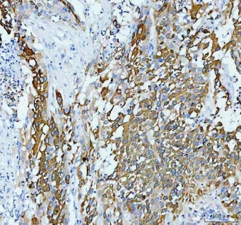 AGR2 Antibody