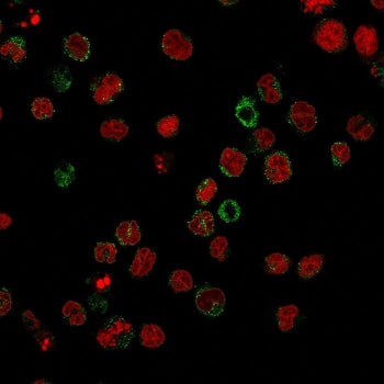 CD15 Antibody / SSEA-1
