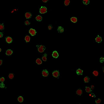 Immunofluorescent staining of FFPE human Jurkat cells with CD3e antibody (green, clone CRIS-7) and R