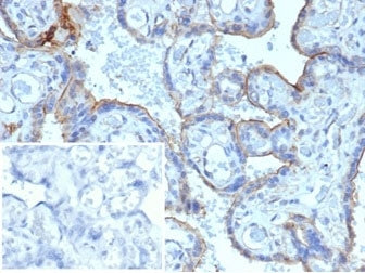 MMP3 Antibody / Matrix Metalloproteinase 3