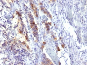 MUC5AC Antibody