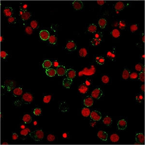 CD31 Antibody / PECAM-1