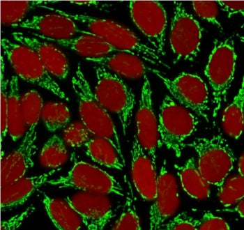 Immunofluorescent staining of MeOH-fixed human HeLa cells with HSP60 antibody (clone HSPD1/875, gree