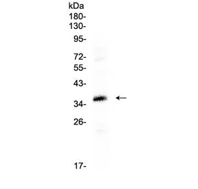 Western blot testing of human HepG2 cell lysate with CRX antibody at 0.5ug/ml. Predicted molecular w