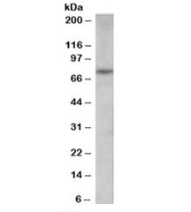 Western blot testing of human spleen lysate with PAD4 antibody at 0.3ug/ml. Predicted molecular weig