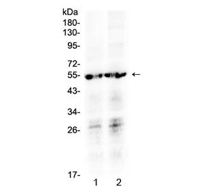 PTGER4 Antibody