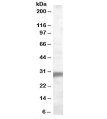Western blot testing of human muscle lysate with EGLN3 antibody at 0.1ug/ml. Predicted molecular wei