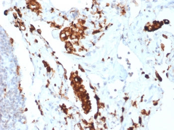Napsin A Antibody