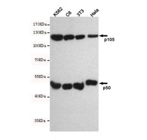 NFKB1 Antibody