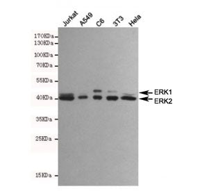 Western blot testing of human Jurkat, human A549, rat C6, moouse NIH3T3 and human HeLa cell lysates