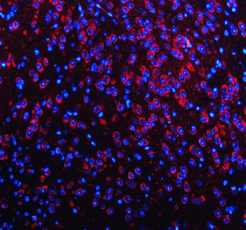 IHC staining of FFPE mouse brain tissue with NECAB1 antibody. HIER: boil tissue sections in pH8 EDTA