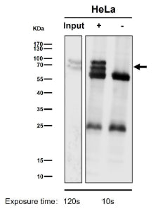Immunoprecipitation analysis using the antibody at 1:50 dilution. Western blot testing at 1:1K dilut