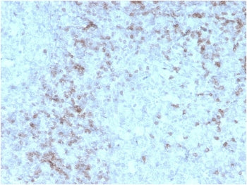 CD3 epsilon Antibody