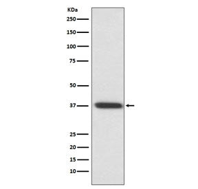 Rhodopsin Antibody