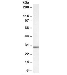 Western blot testing of rat liver lysate with Dpm1 antibody at 0.05ug/ml. Predicted molecular weight